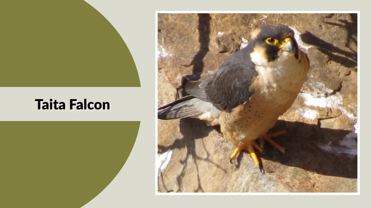 Taita Falcon