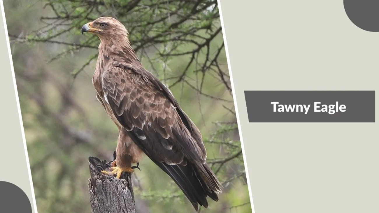 Tawny Eagle
