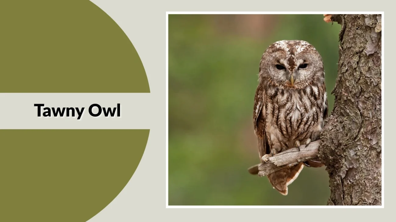 Tawny Owl