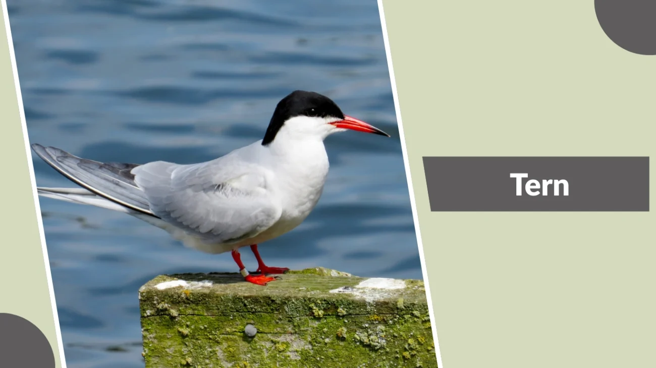Tern