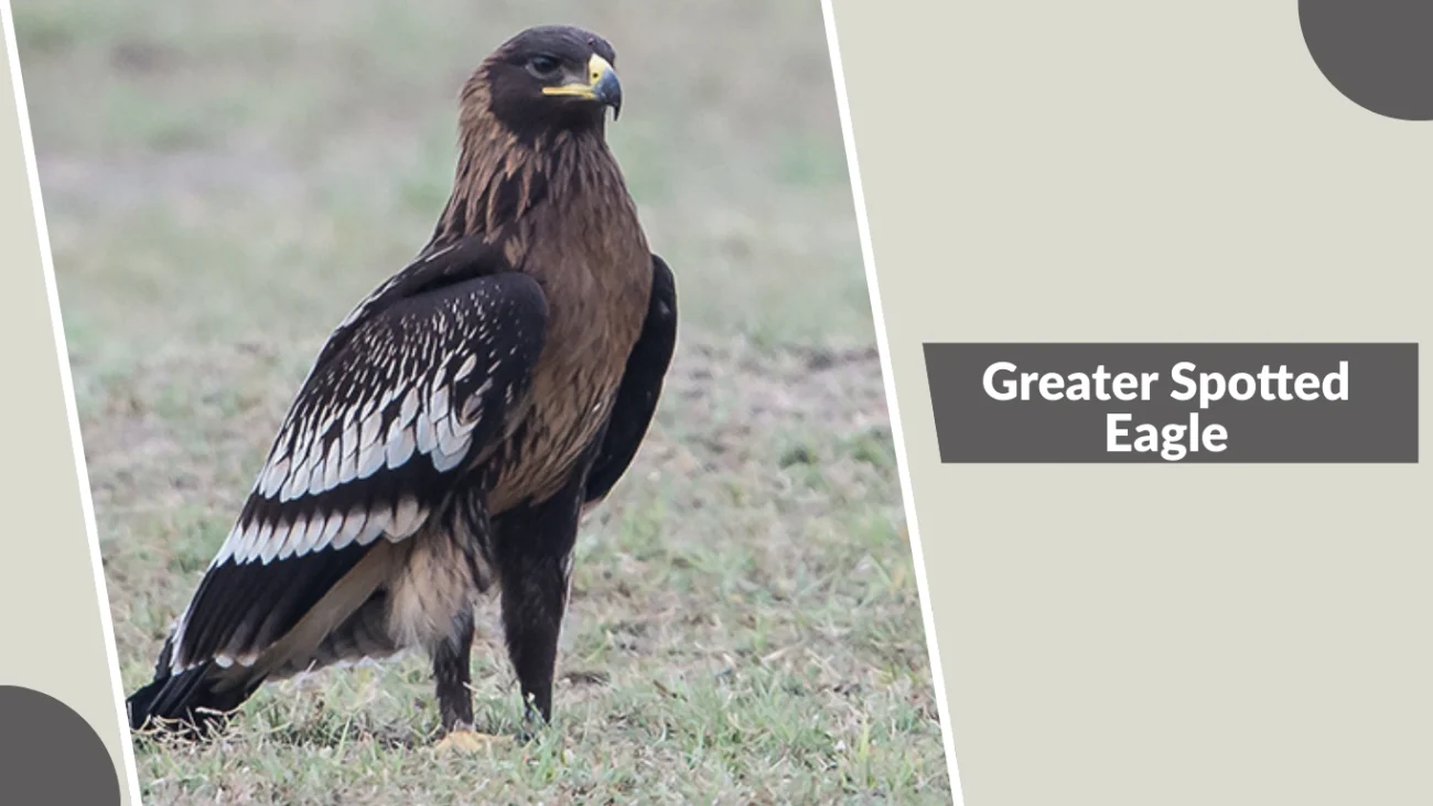 Greater Spotted Eagle