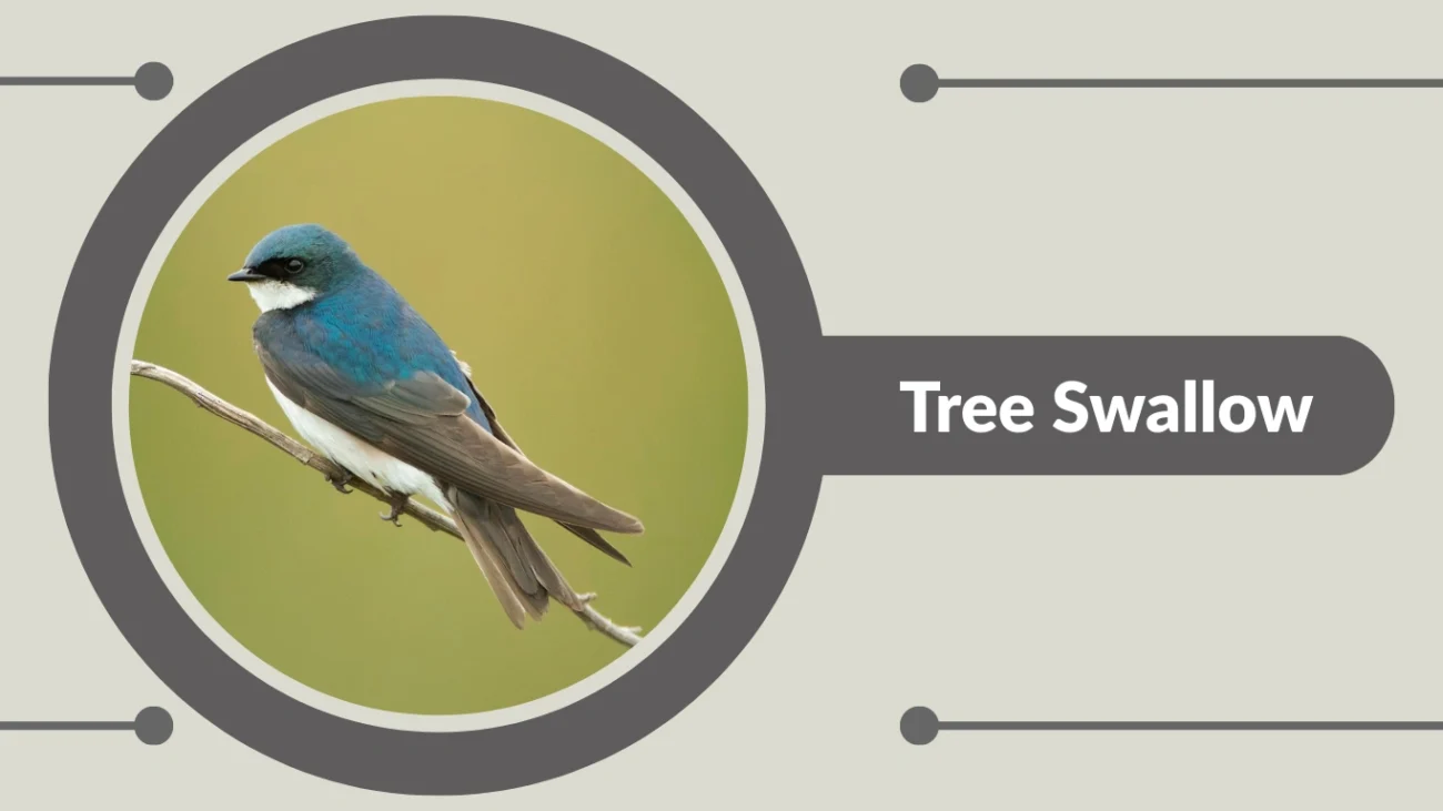 Tree Swallow