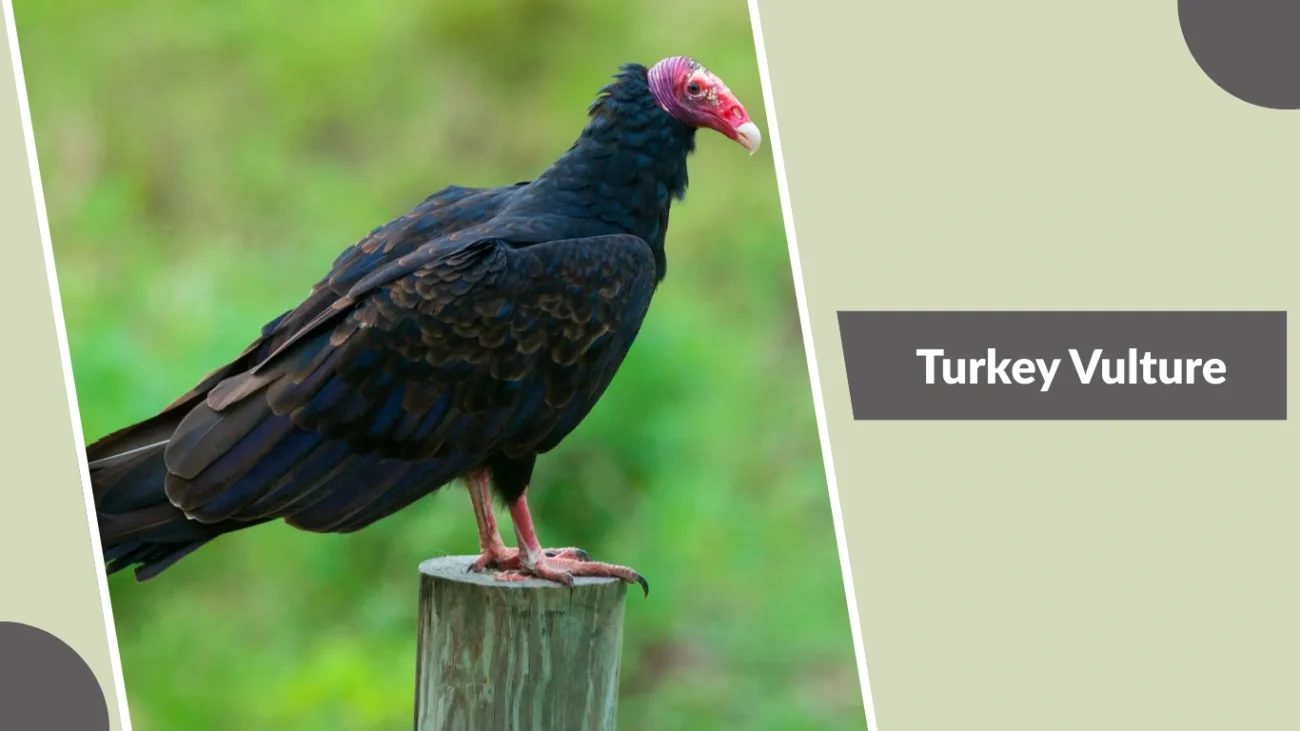 Turkey Vulture