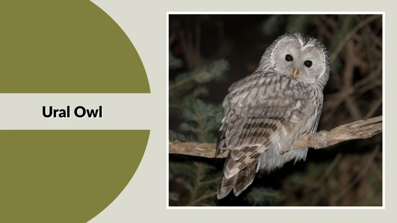 Ural Owl