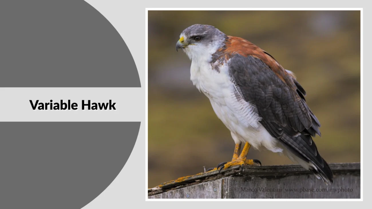 Variable Hawk