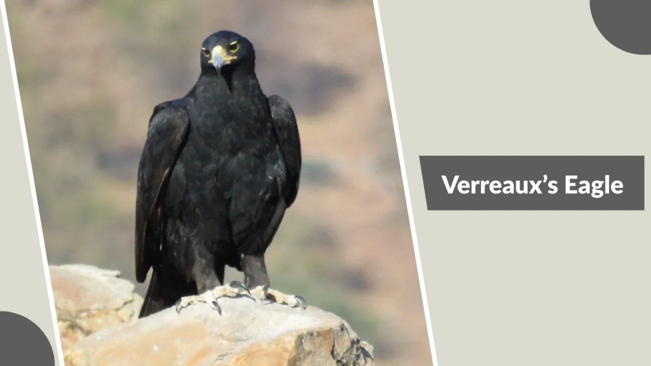 Verreaux’s Eagle