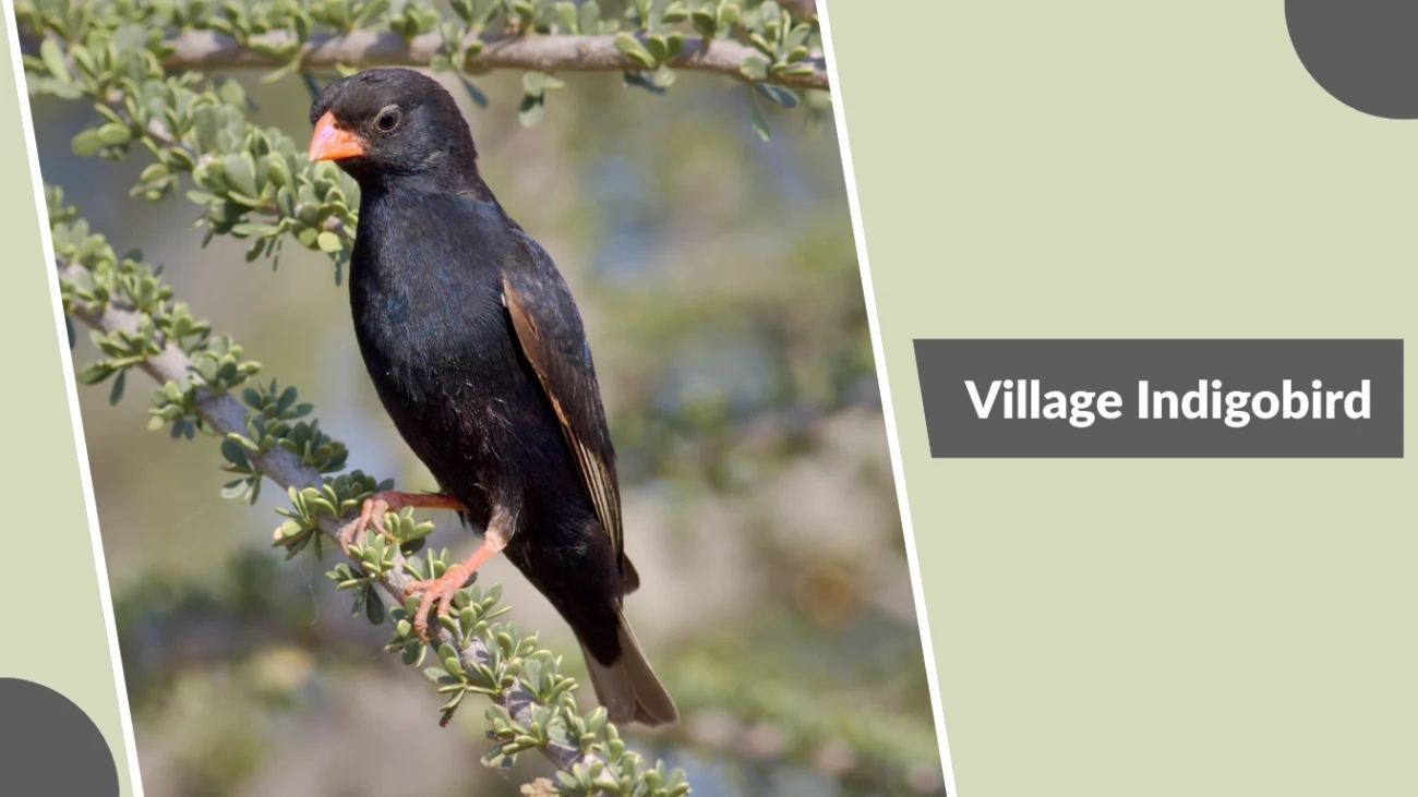 Village Indigobird