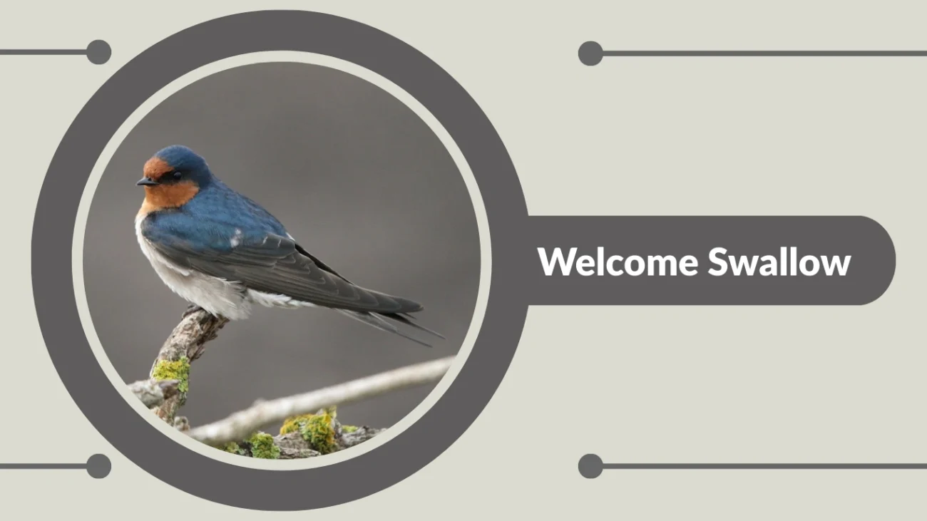 Welcome Swallow