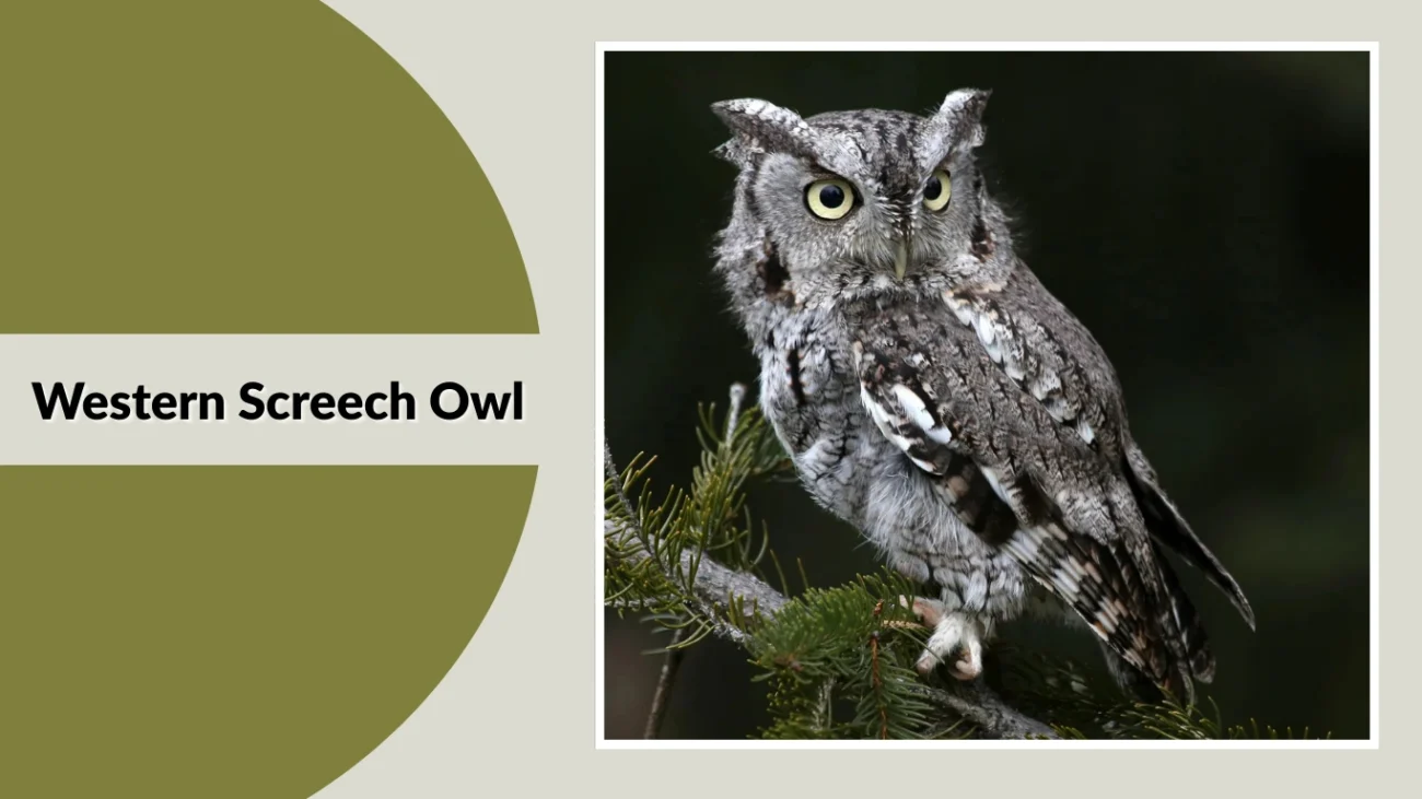 Western Screech Owl