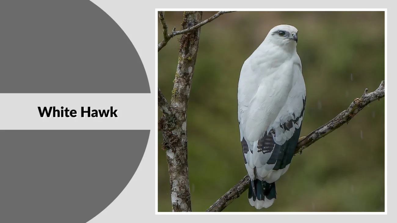 White Hawk