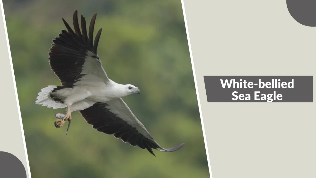 White-bellied Sea Eagle