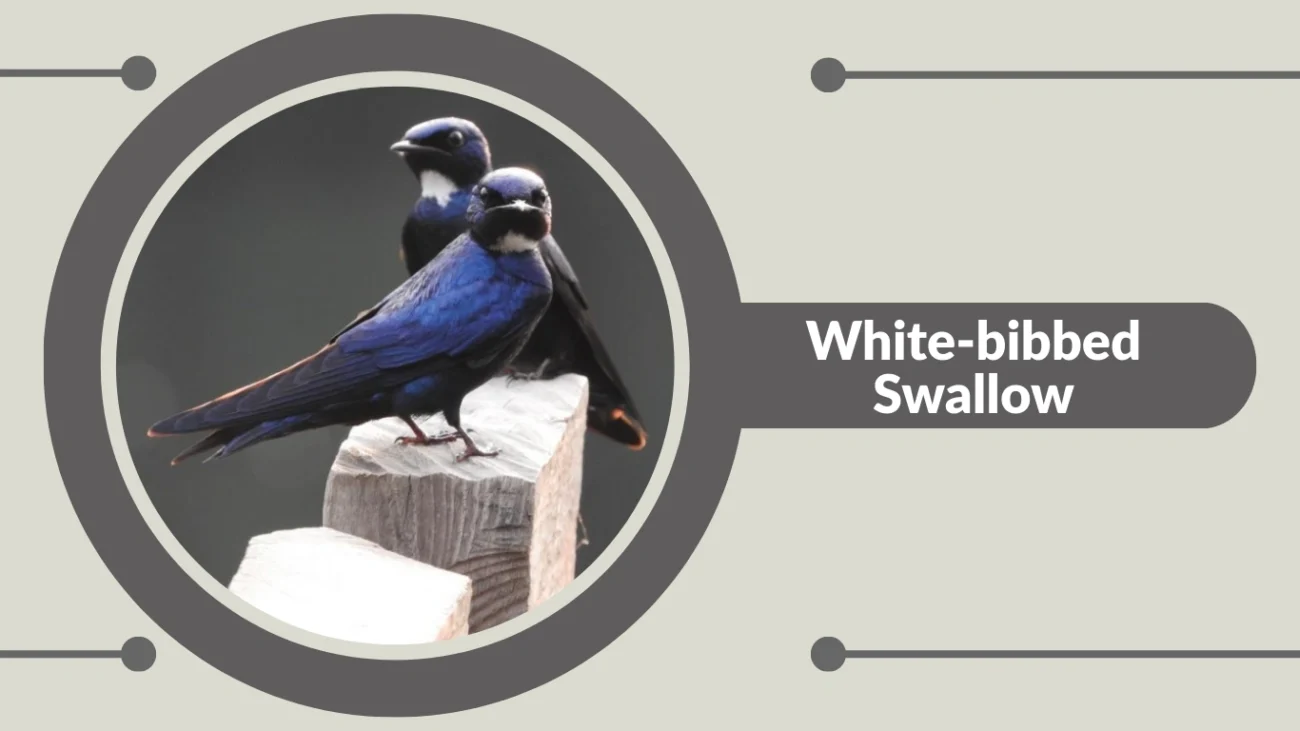 White-bibbed Swallow