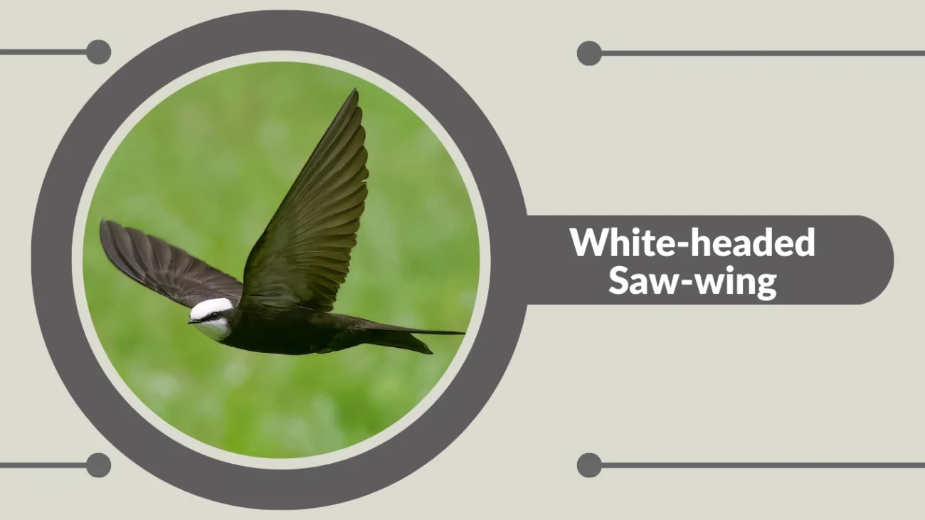 White-headed Saw-wing