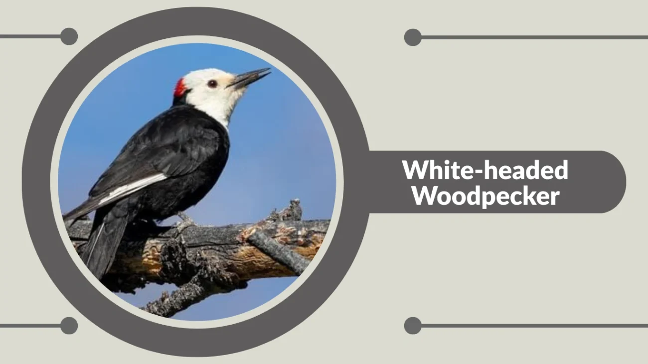 White-headed Woodpecker