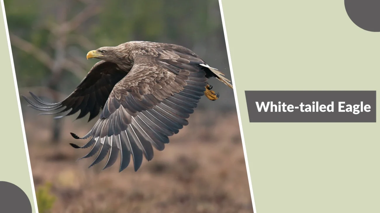 White-tailed Eagle