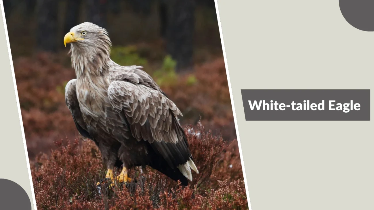 White-tailed Eagle