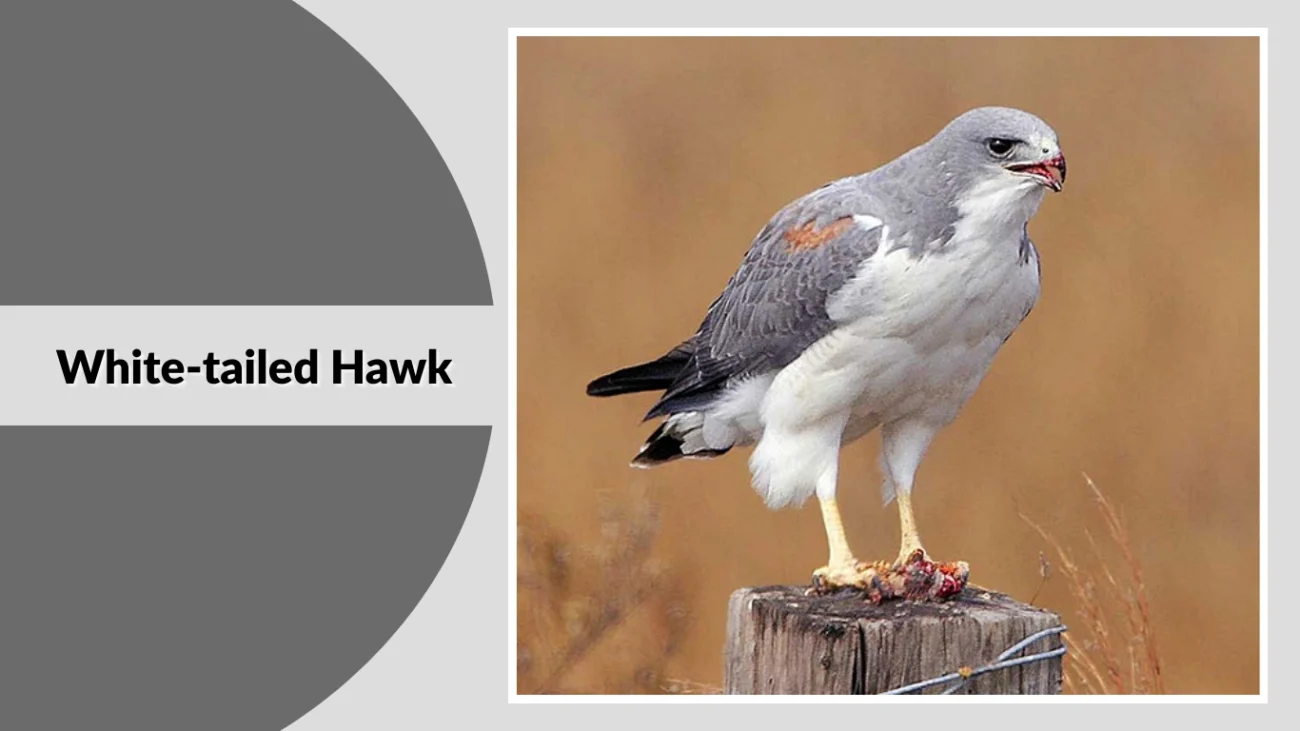 White-tailed Hawk