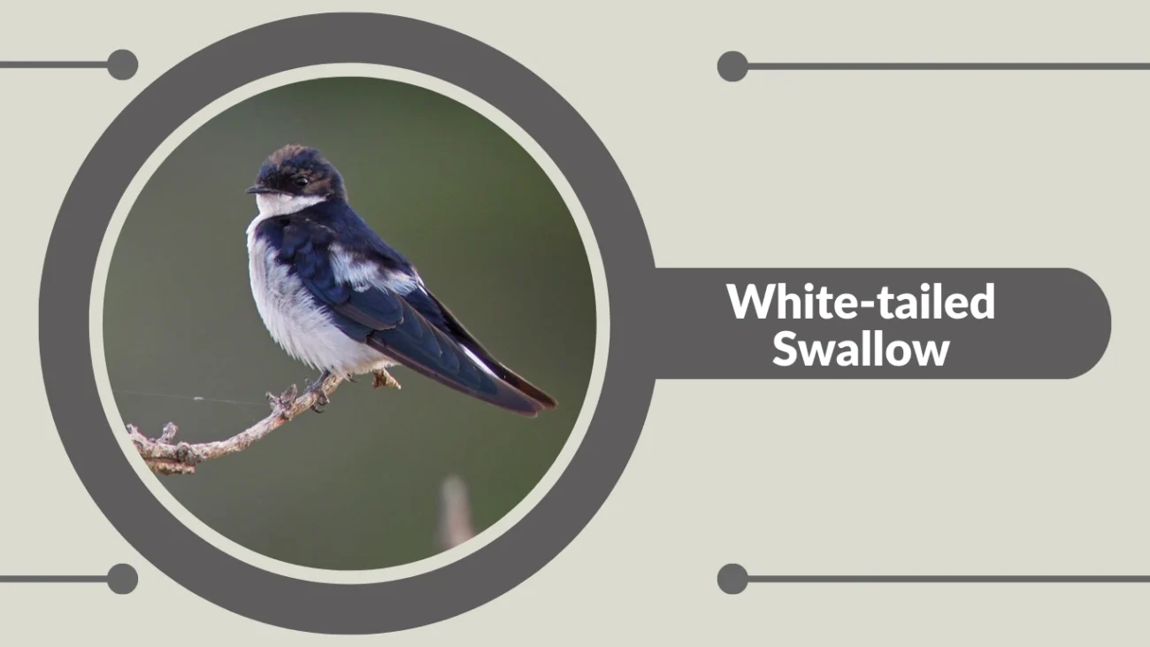 White-tailed Swallow