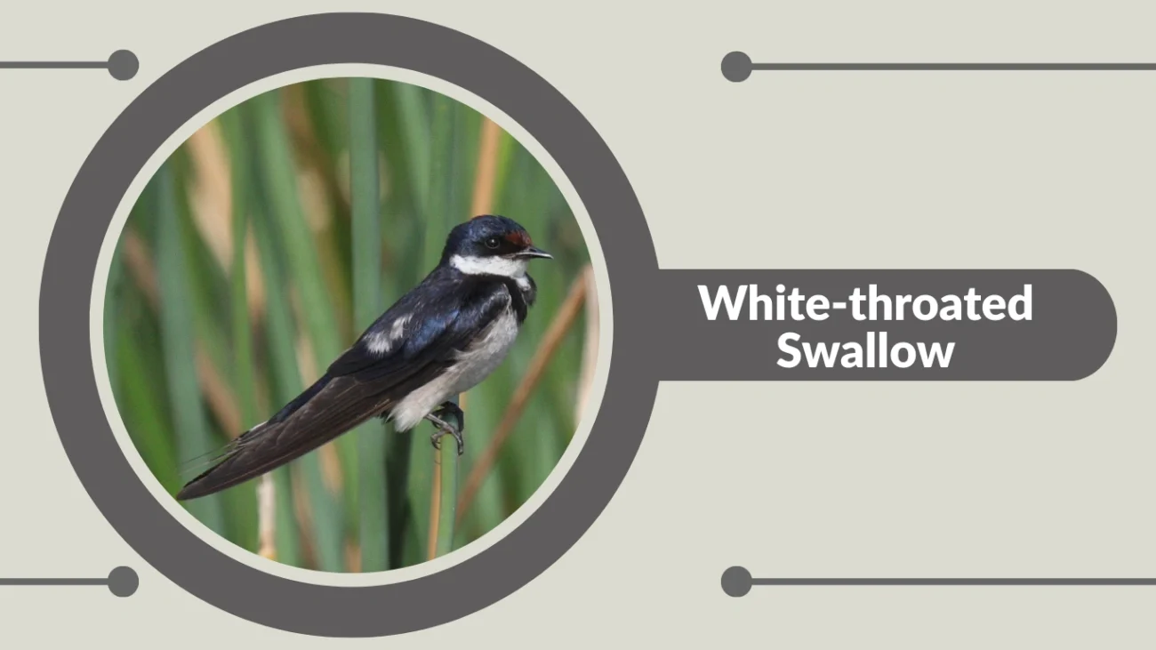 White-throated Swallow