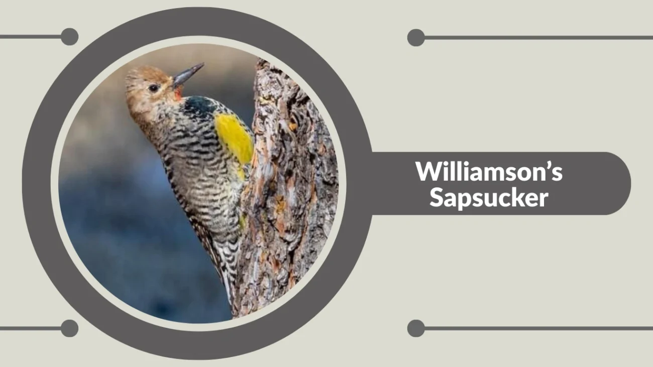 Williamson’s Sapsucker