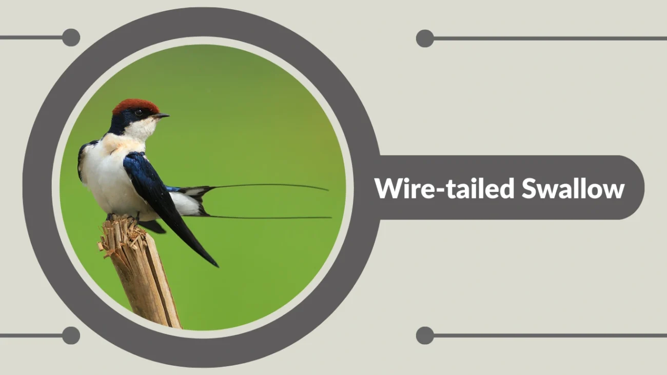 Wire-tailed Swallow