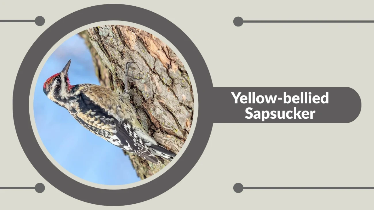 Yellow-bellied Sapsucker