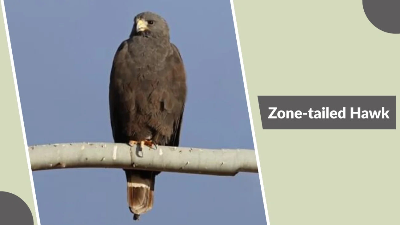 Zone-tailed Hawk