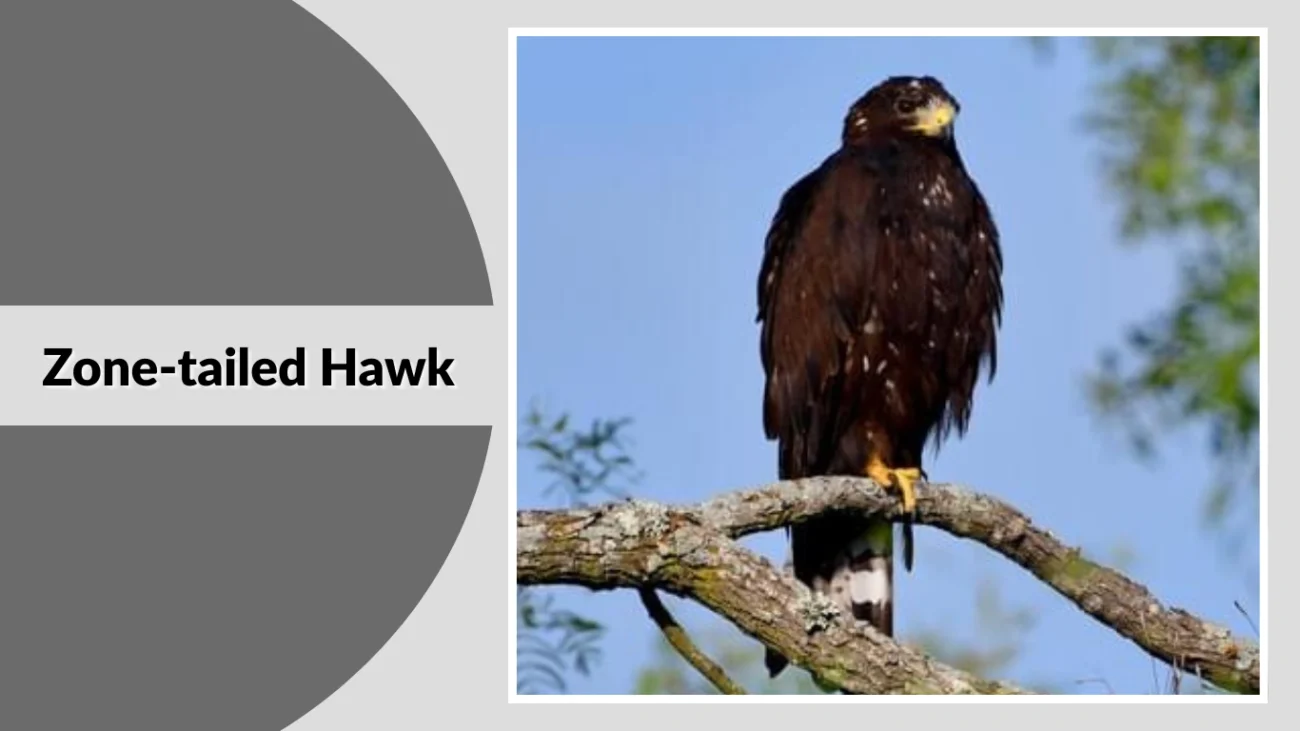 Zone-tailed Hawk