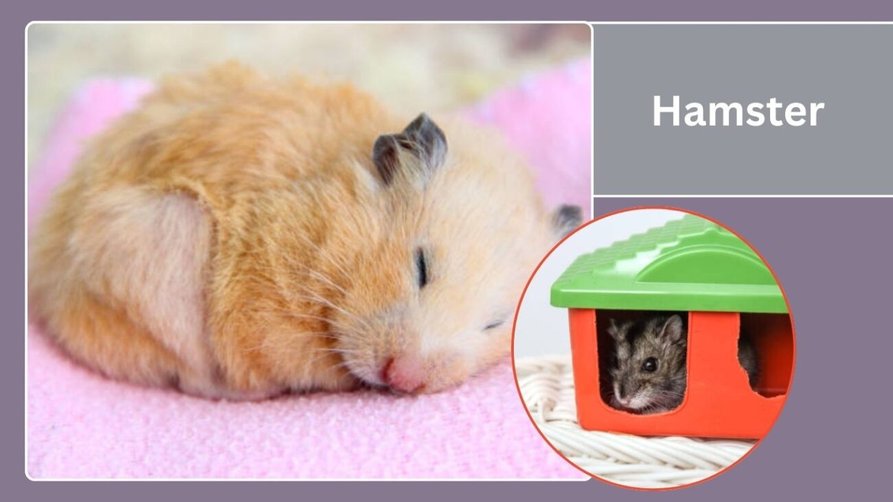 Hamster