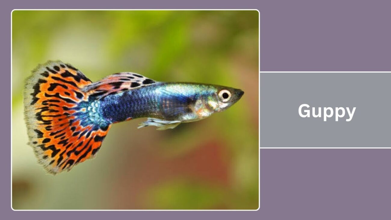 Guppy