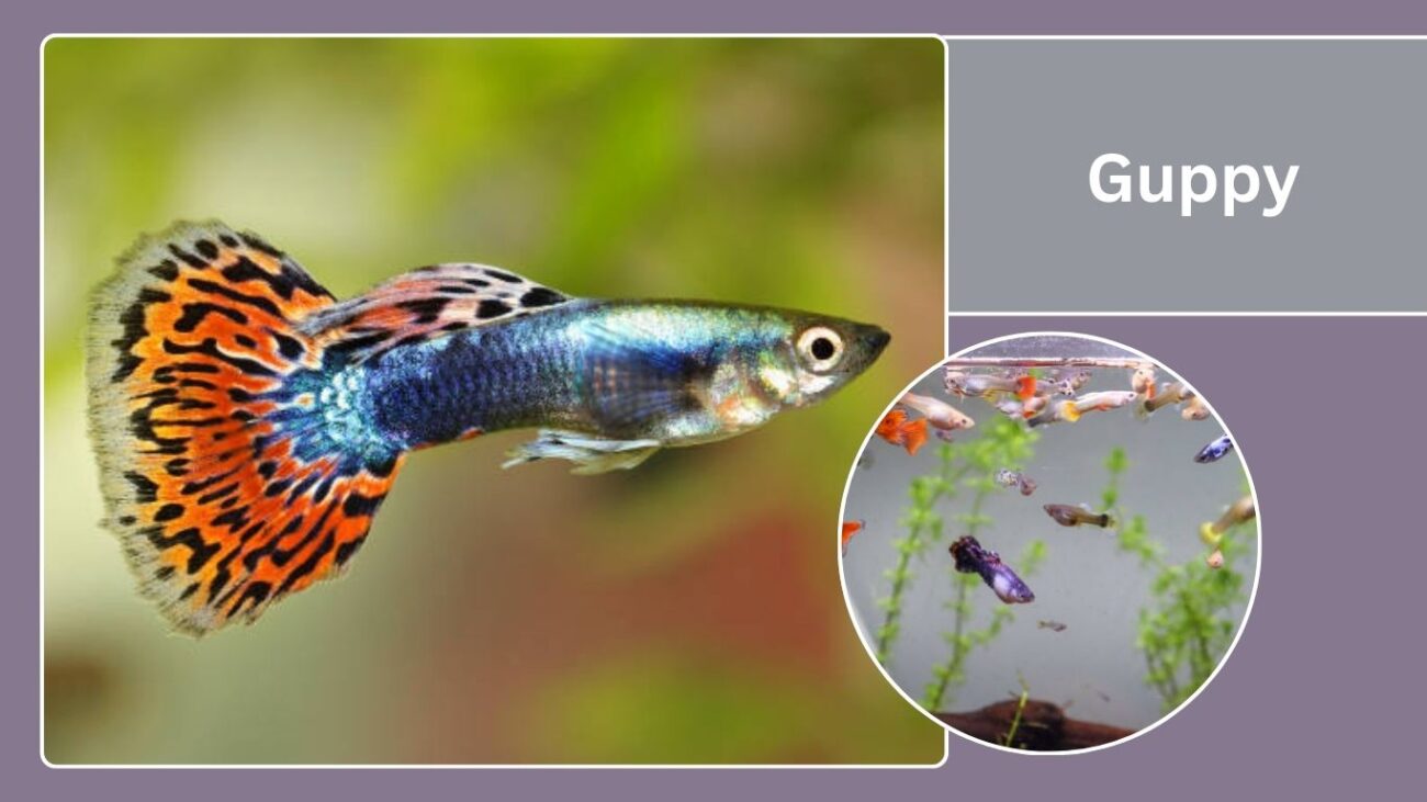 Guppy