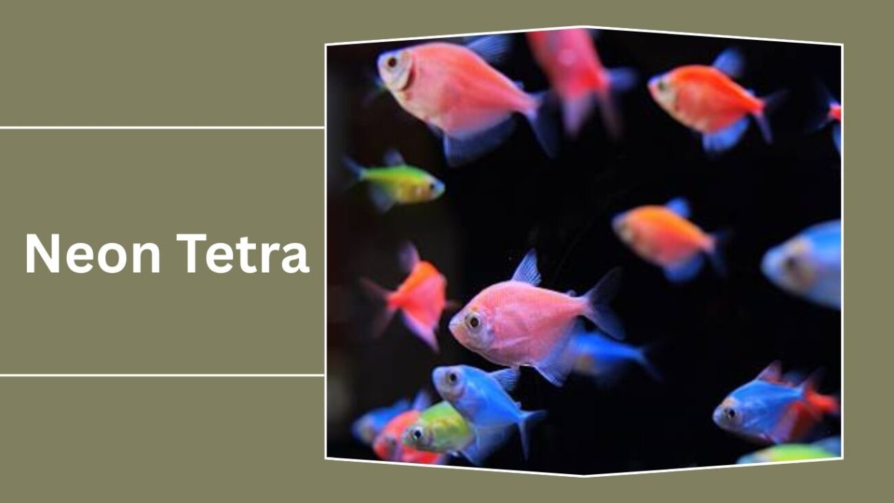 Neon Tetra