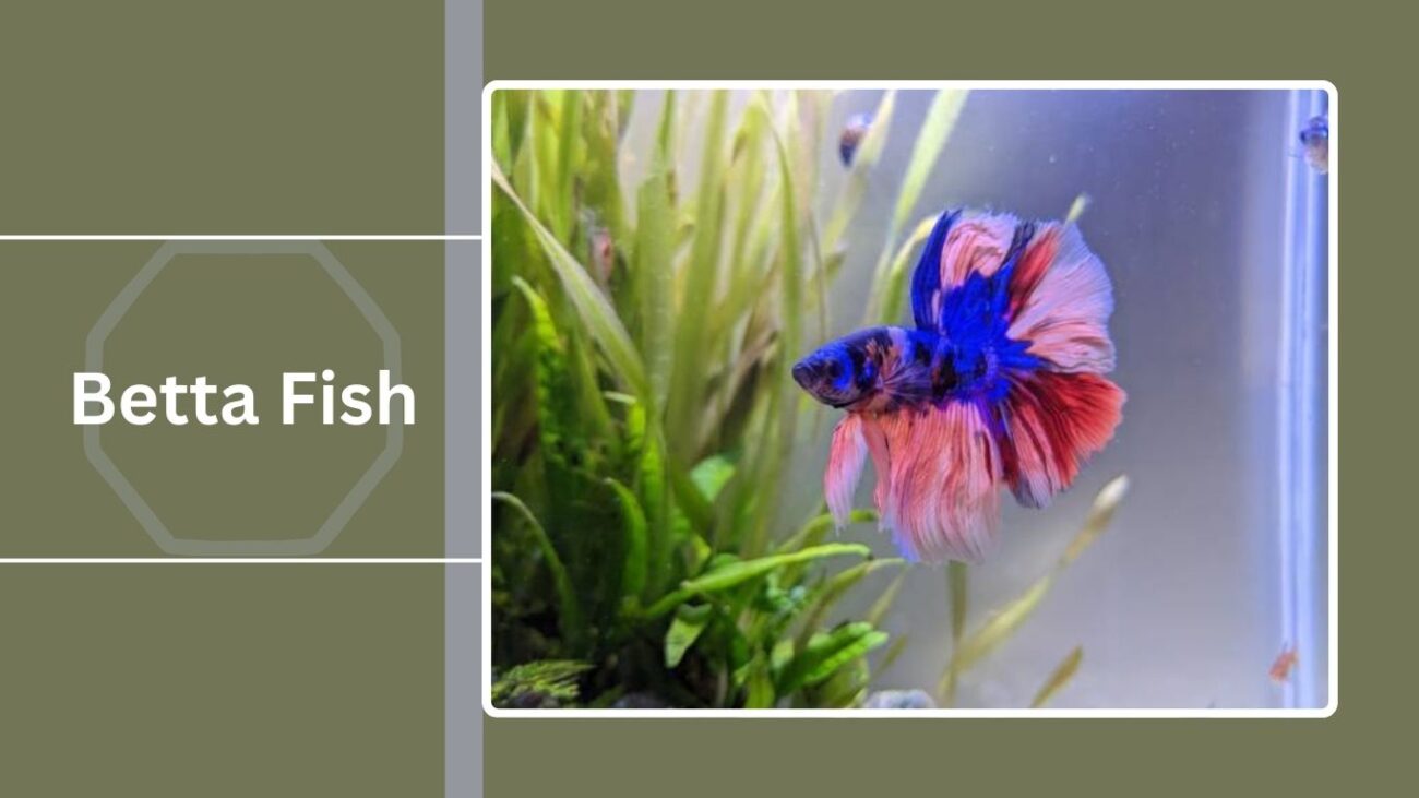Betta Fish