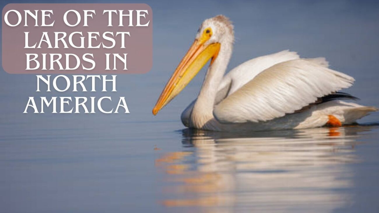 15 Interesting Facts About the American White Pelican