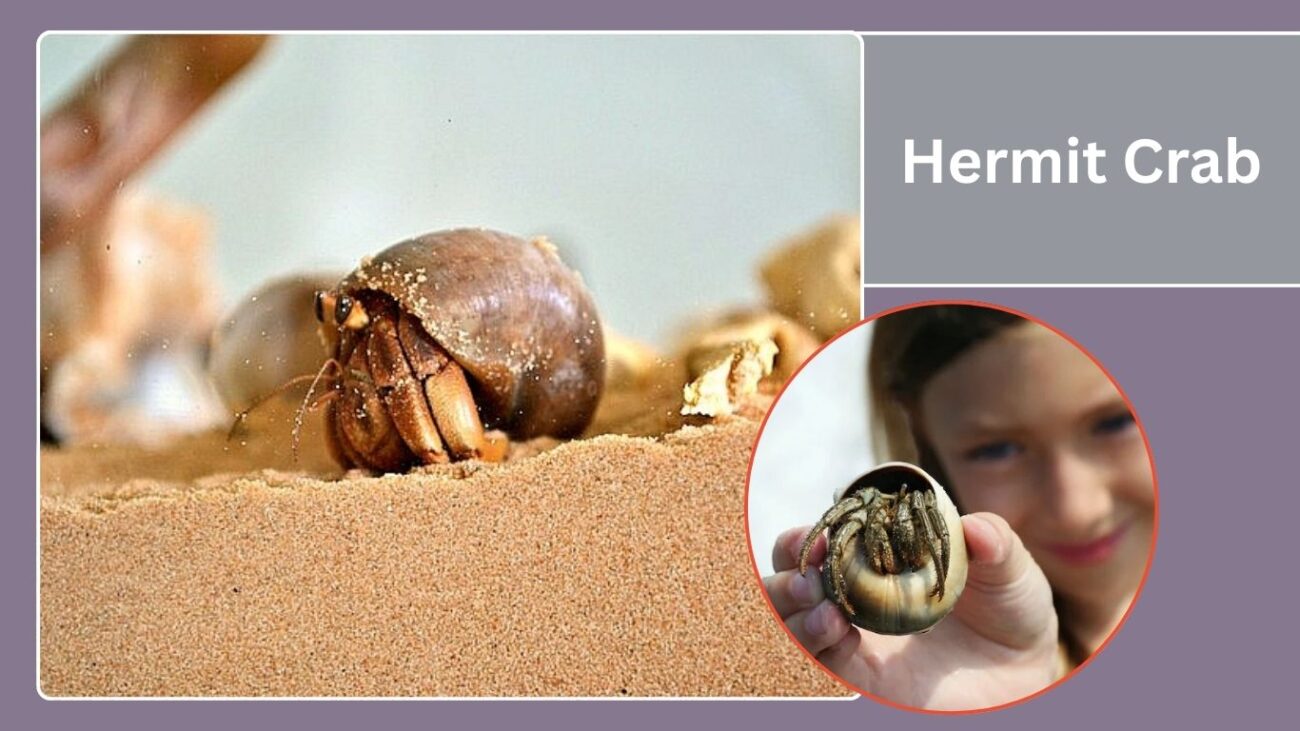 Hermit Crab