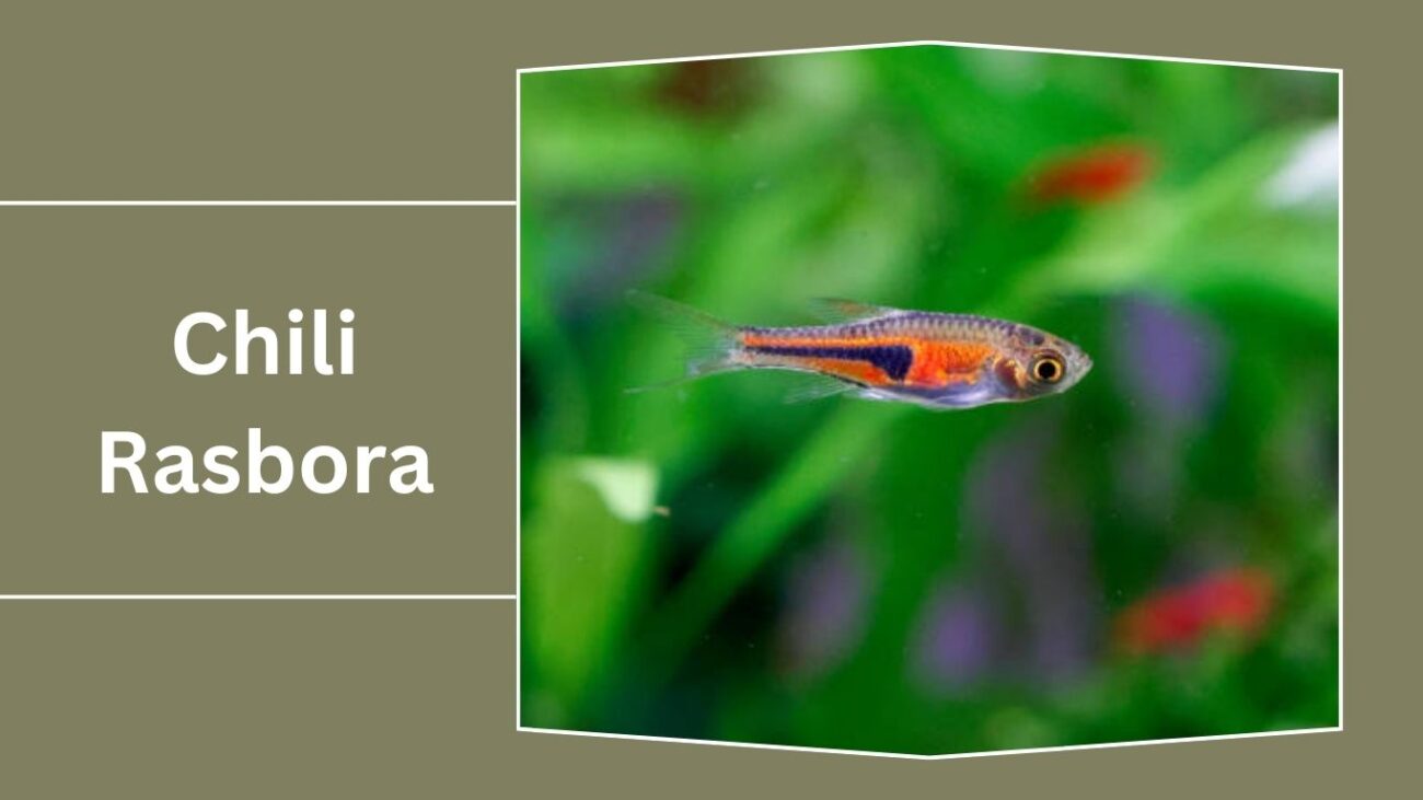 Chili Rasbora