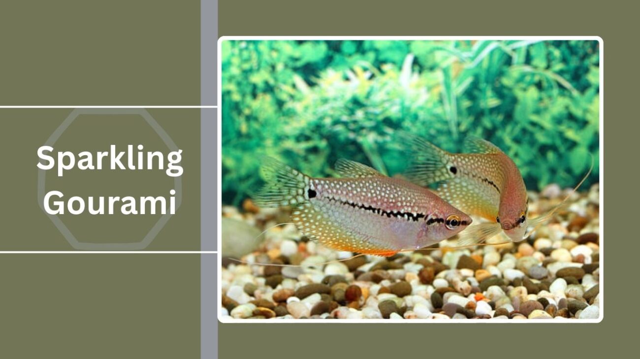 Sparkling Gourami