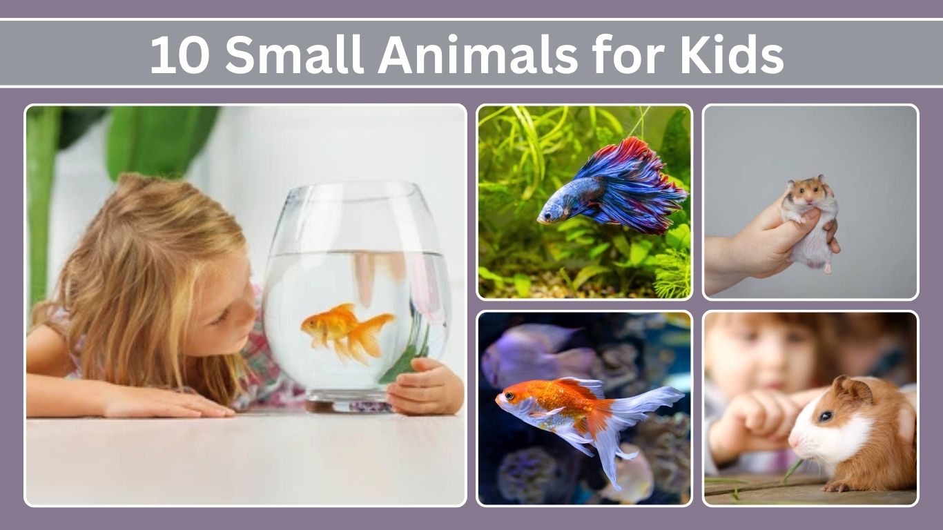 10 Small Animals for Kids