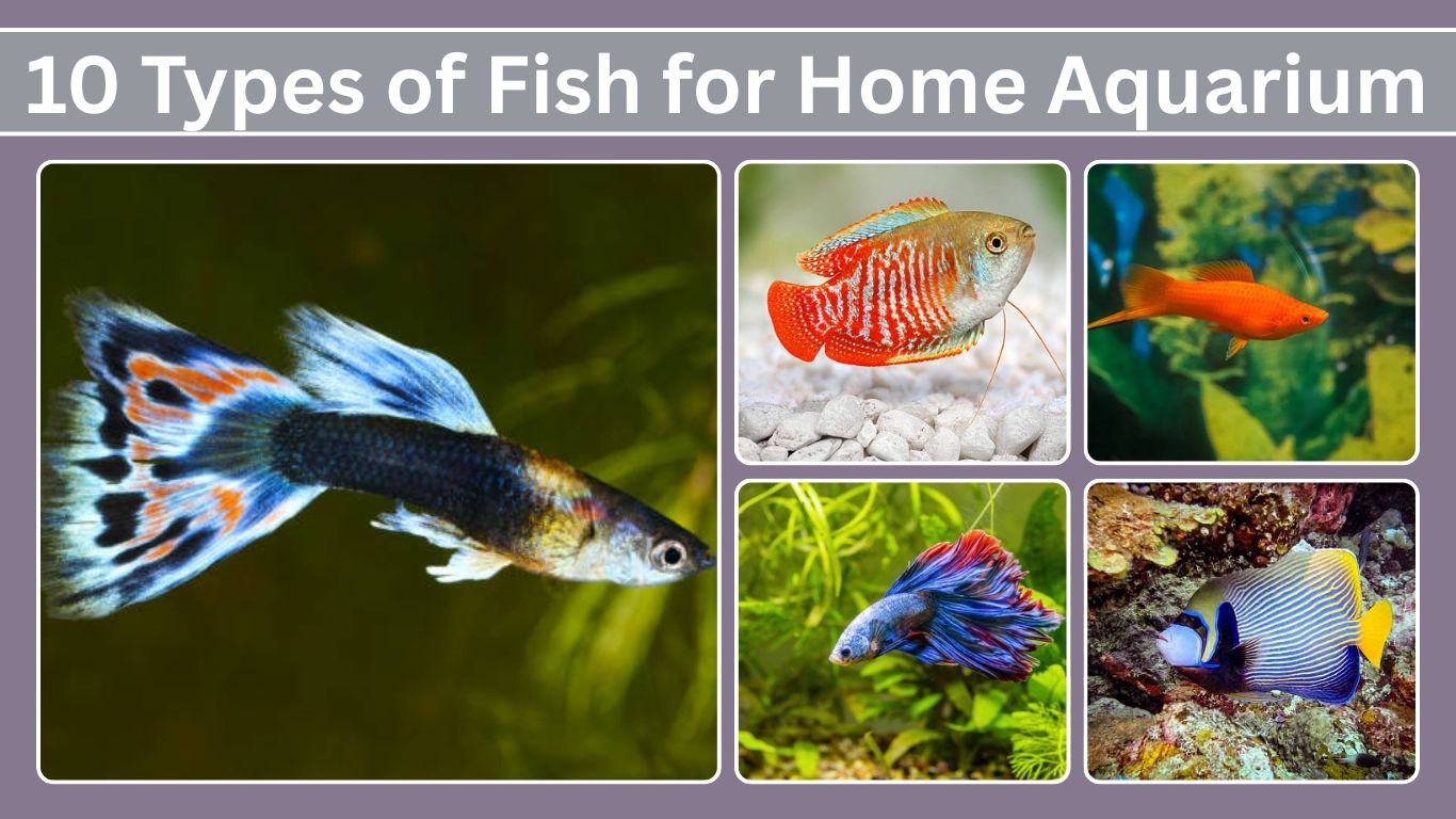 10 Types of Fish for Home Aquarium