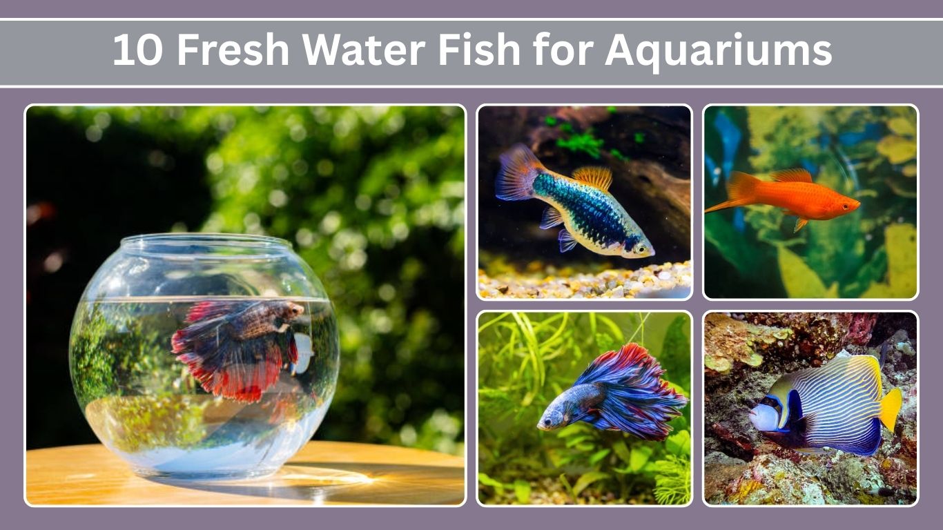 10 Fresh Water Fish for Aquariums