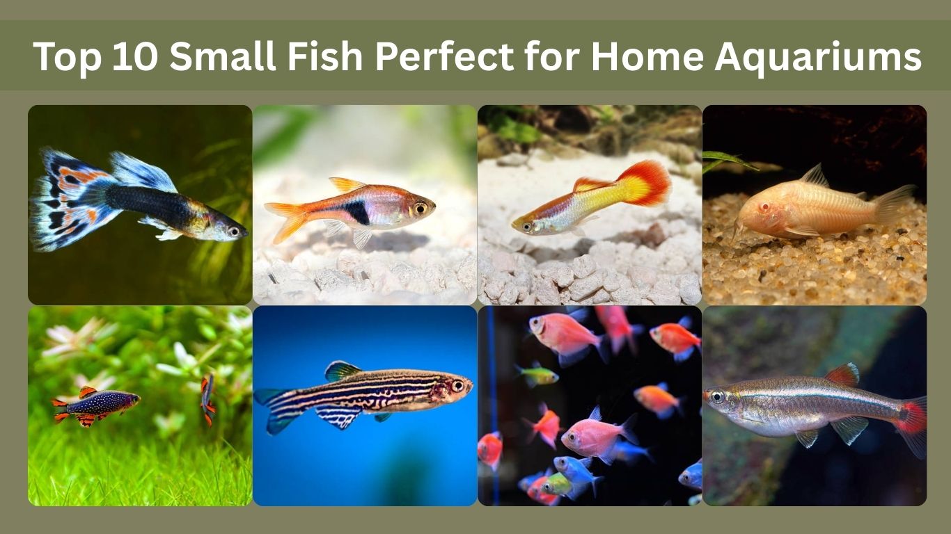 Top 10 Small Fish Perfect for Home Aquariums