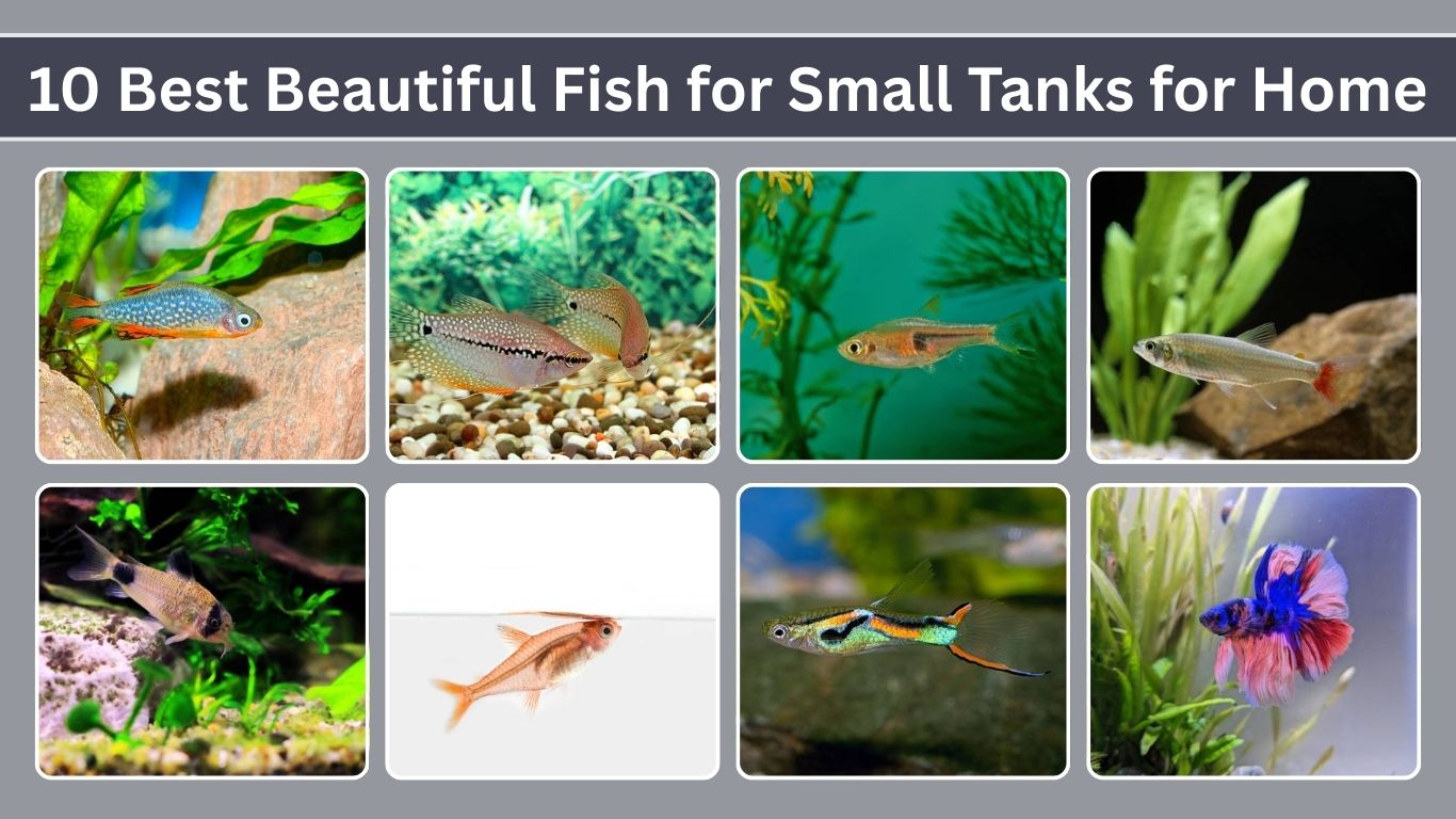 10 Best Beautiful Fish for Small Tanks for Home