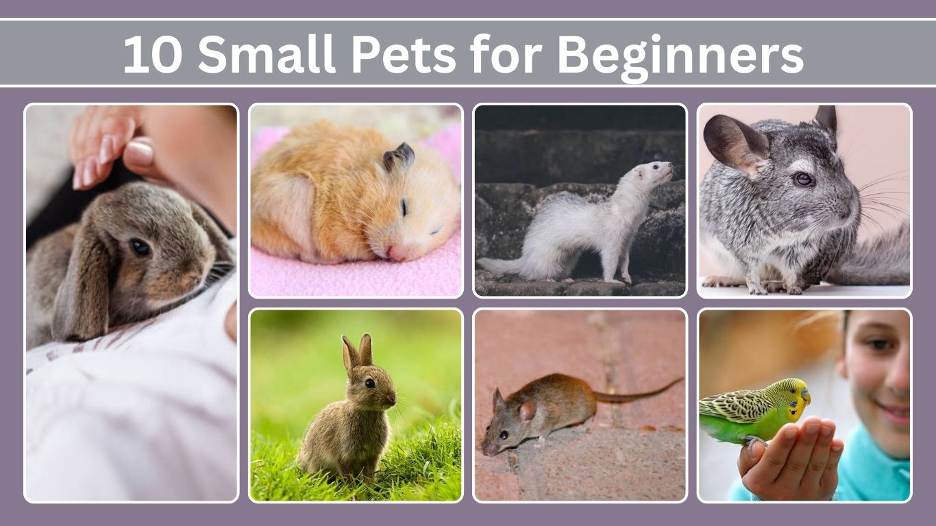 10 Small Pets for Beginners