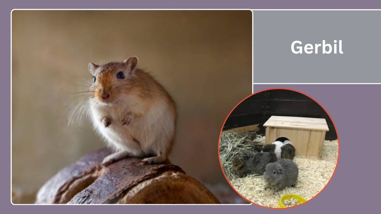 Gerbil