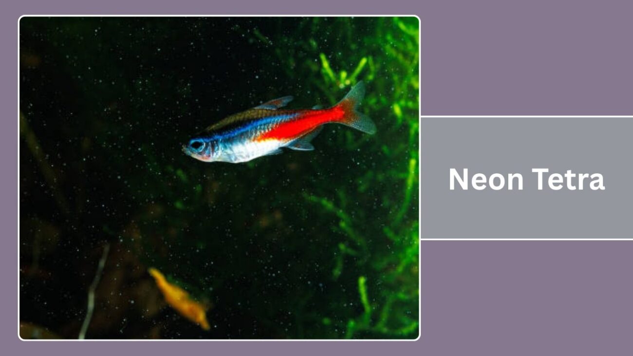 Neon Tetra
