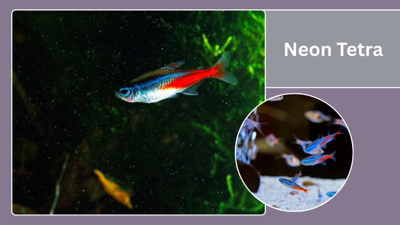 Neon Tetra