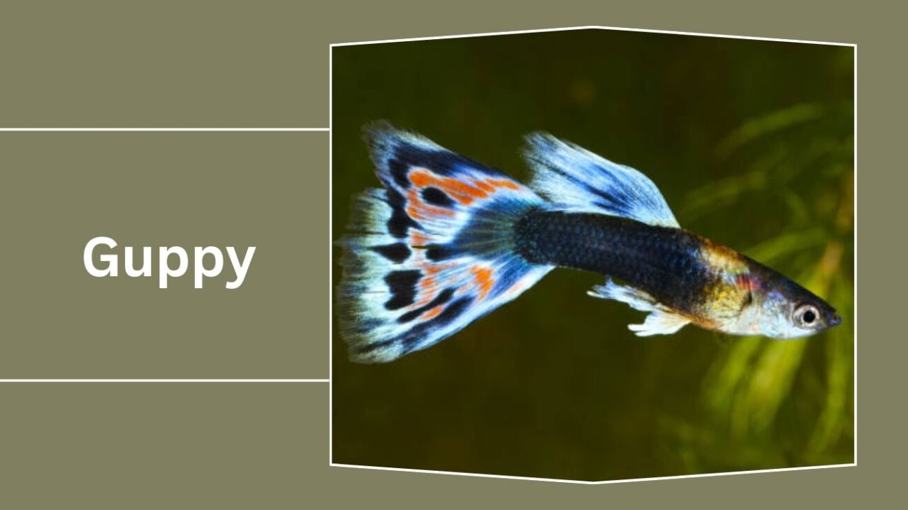 Guppy