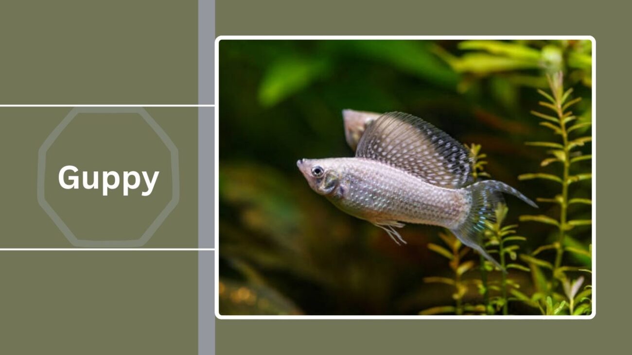 Guppy