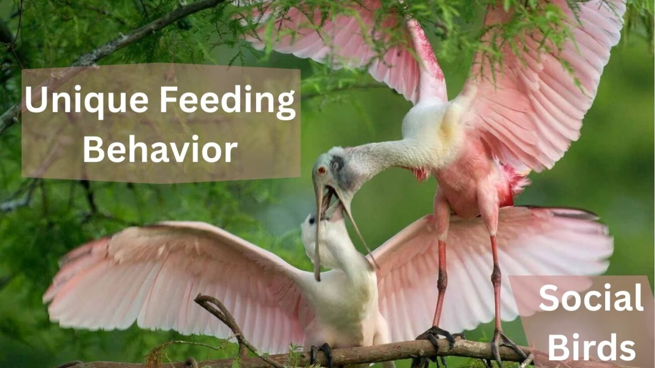 15 Interesting Facts About the Roseate Spoonbill