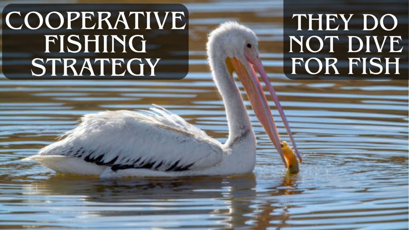 15 Interesting Facts About the American White Pelican